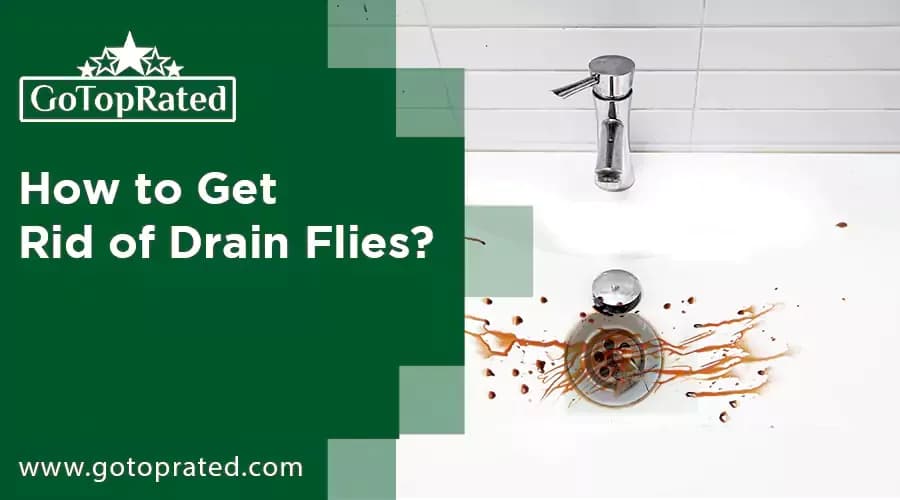 How to Get Rid of Drain Flies: Effective Solutions to Eliminate These Pesky Pests